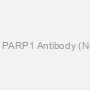 Polyclonal PARP1 Antibody (N-Terminus)